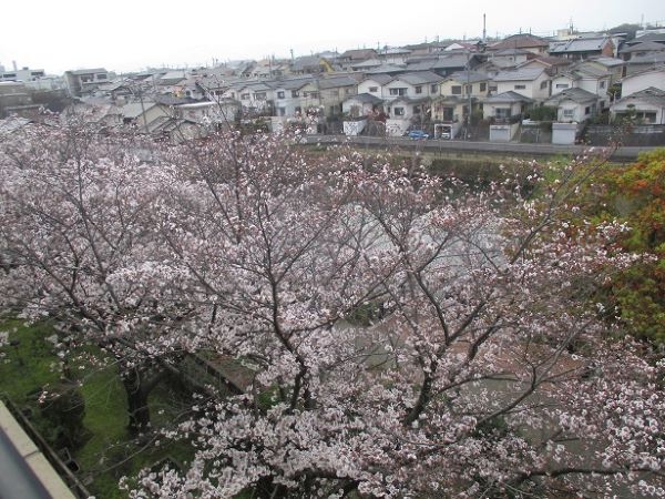 【🌸桜が開花しました🌸】 2024.4　介護居室サービス課